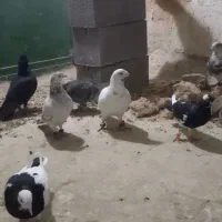 کبوترپرشی|پرنده|اسفراین, |دیوار