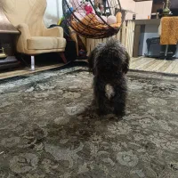 سگ پودل