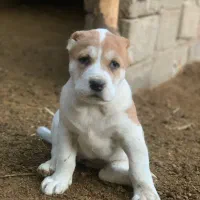 واگذاری سگ الابای|سگ|گنبد کاووس, |دیوار