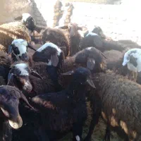 بره نروماده افشاری قزل