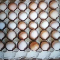 تخم مرغ محلی عمده