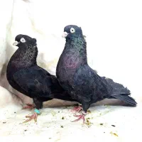 ارزان کبوتر|پرنده|جیرفت, |دیوار