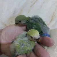 جوجه کوتوله برزیلی