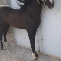 نریان مشکی پرخون ۶ دنگ|اسب و تجهیزات اسبسواری|اراک, |دیوار