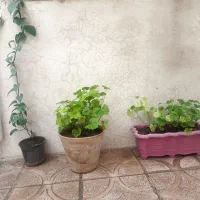 گل خانگی|گل و گیاه طبیعی|کرمانشاه, |دیوار