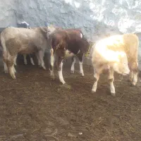 گوساله شاروله سیمنتال ماده