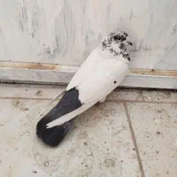 سینه باز|پرنده|سرپل ذهاب, |دیوار