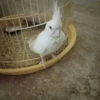 عروس هلندی البینو و لوتینو دونخور|پرنده|مسجد سلیمان, |دیوار