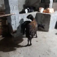 گوسفند بردار