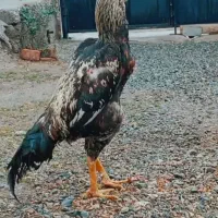 مرغ لاری