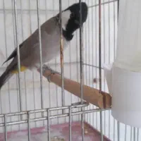 سهره قناری|پرنده|شیراز, شهرک گلستان|دیوار
