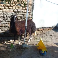 بره ماده توقلی