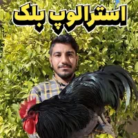 مولد استرالوپ بلک وارداتی بصورت جفت