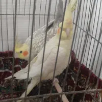 یک جفت عروس هلندی