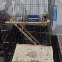 جفت عروس شرط تخم|پرنده|شادگان, |دیوار