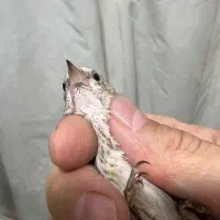سهره چونه سفید مهر