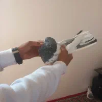 سه عدد تهرانی درجه یک|پرنده|بروجرد, |دیوار