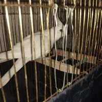 دنبال یک عروس هلندی هستم