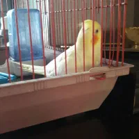 عروس هلندی|پرنده|خمین, |دیوار