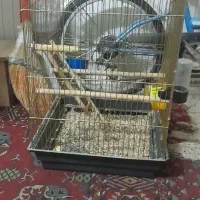 قفس پرنده