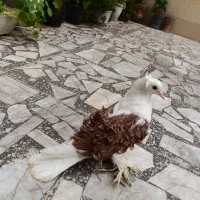 کبوتر جکسون (پشت فر) دوکت سرخ