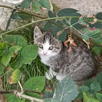 واگزاری رایگان  گربه|گربه|بابل, |دیوار