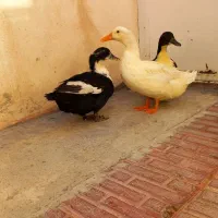 سه عدد مرغابی  دانه ای 800 هزار