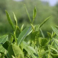 محصولات کشاورزی(کود)