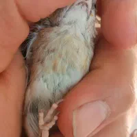 سهره جوجه چونه سفید|پرنده|محمدشهر, شهرک پیام (مهرالبرز)|دیوار