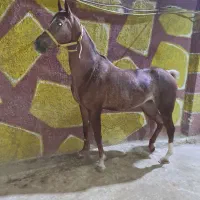 مادیان عرب ،درشت