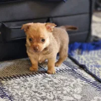 توله شیواوا وارداتی