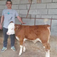 مرکز فروش گوساله