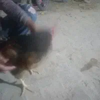 مرغ محلی وخروس محلی|حیوانات مزرعه|کرمان, |دیوار