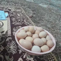 تخم مرغ خانگی