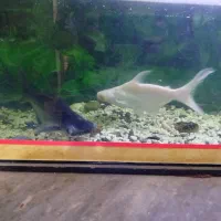 ماهی پنگوسی|ماهی|زابل, |دیوار