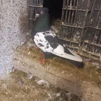 سینه سیاه کبوتر کفتر