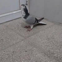 کبوتردمگیر نر