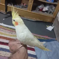 عروس هلندی نر و ماده|پرنده|شوشتر, |دیوار