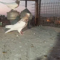 کفتر|پرنده|شیراز, محراب|دیوار