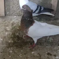 کبوتر کله هفترنگ