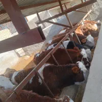 ۹ راس گوساله گوشتی ماده سیمینتال قرمز اصل