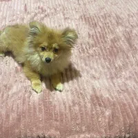 سگ پامرین روباهی وخرسی4ماهه