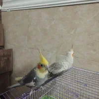 عروس هلندی،طوطی|پرنده|آبپخش, |دیوار