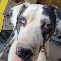 سگ گریدین نر غول پیکر