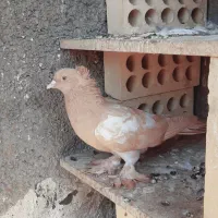 کفتر|پرنده|قم, چهل درخت‎|دیوار