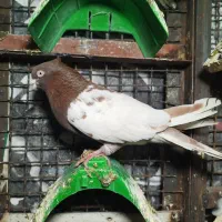 ۲تاکله ای۲تا تهرانی ماده دمسفیدوسور نر|پرنده|خرمآباد, |دیوار