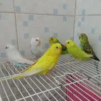 قناری فنچ مرغ عشق