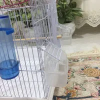 قفس پرنده،کوتوله برزیلی،عروس هلندی|لوازم جانبی حیوانات|کلارآباد, |دیوار