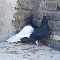 دوتا ماده کله سیاه اهوازی و اشعل