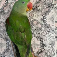 شاه طوطی نر|پرنده|مراغه, |دیوار